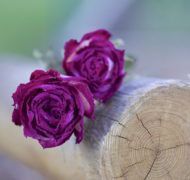 15216390501 e3ce79b565 z