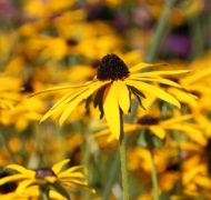 Flowers 971805 960 720